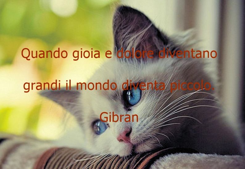 Aforismi e citazioni sui gatti | Aforismi Celebri