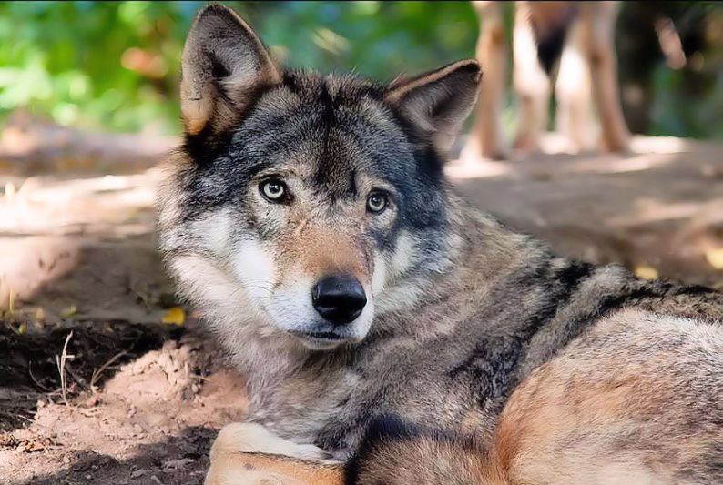 Massime, pensieri, aforismi famosi sui cani
