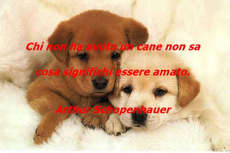Aforismi celebri sui cani