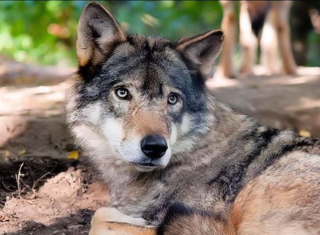 Testi brevissimi sui cani