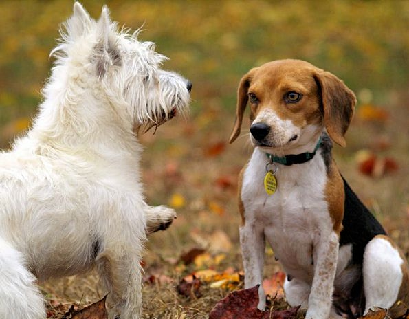 Riflessioni e pensieri sul cane